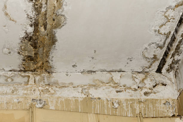 Best Ceiling water damage repair  in Corinth, MS