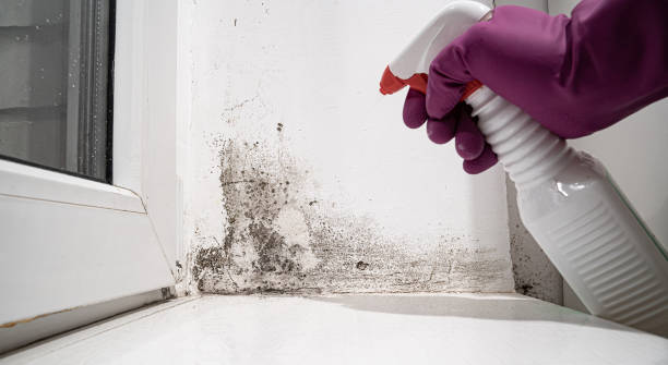 Best Professional water damage repair  in Corinth, MS